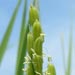 （第５８回）お米の花が咲くころ
