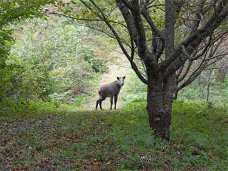 近所の小山を歩いていたら、カモシカに出会いました。まだ、こどものようです。
