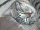 （第２３回）ねこ物語